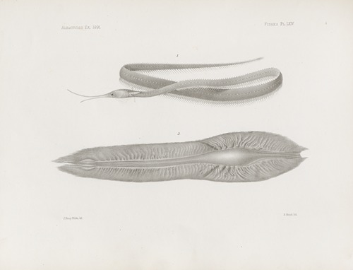 Memoirs of the Museum of Comparative Zoology at Harvard College Pl.64