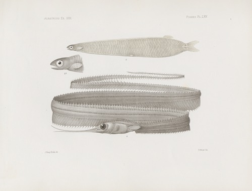 Memoirs of the Museum of Comparative Zoology at Harvard College Pl.65