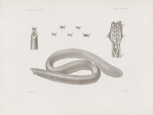 Memoirs of the Museum of Comparative Zoology at Harvard College Pl.68