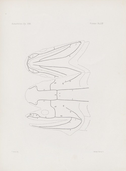 Memoirs of the Museum of Comparative Zoology at Harvard College Pl.70