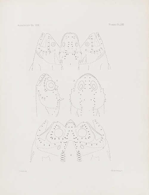 Memoirs of the Museum of Comparative Zoology at Harvard College Pl.71