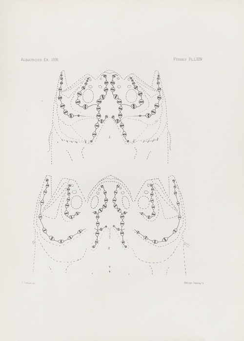 Memoirs of the Museum of Comparative Zoology at Harvard College Pl.74