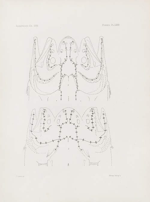 Memoirs of the Museum of Comparative Zoology at Harvard College Pl.76