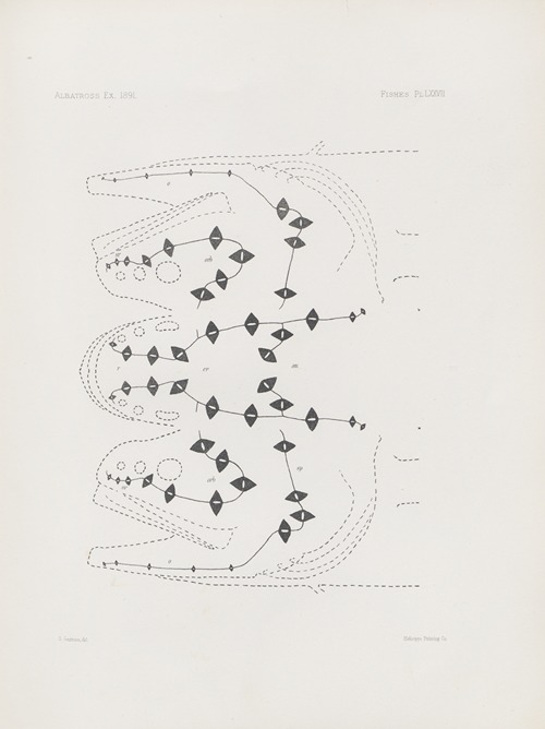 Memoirs of the Museum of Comparative Zoology at Harvard College Pl.77
