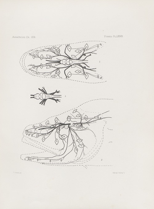 Memoirs of the Museum of Comparative Zoology at Harvard College Pl.78