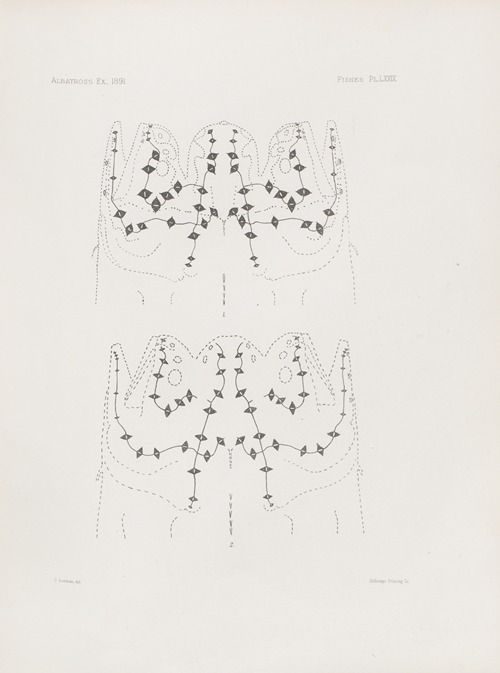 Memoirs of the Museum of Comparative Zoology at Harvard College Pl.79