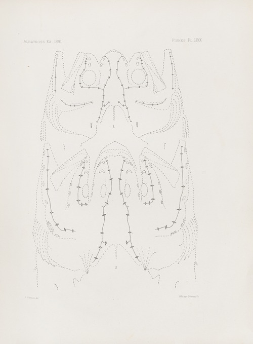 Memoirs of the Museum of Comparative Zoology at Harvard College Pl.80
