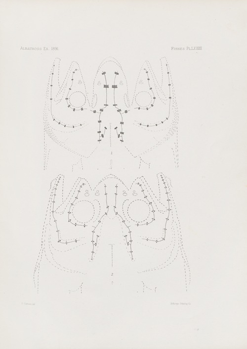 Memoirs of the Museum of Comparative Zoology at Harvard College Pl.82