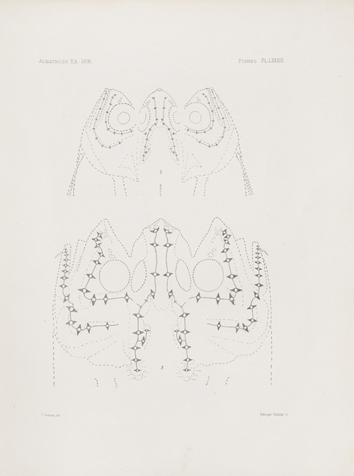 Memoirs of the Museum of Comparative Zoology at Harvard College Pl.83