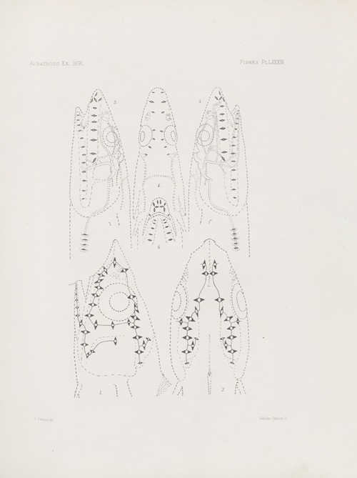 Memoirs of the Museum of Comparative Zoology at Harvard College Pl.84
