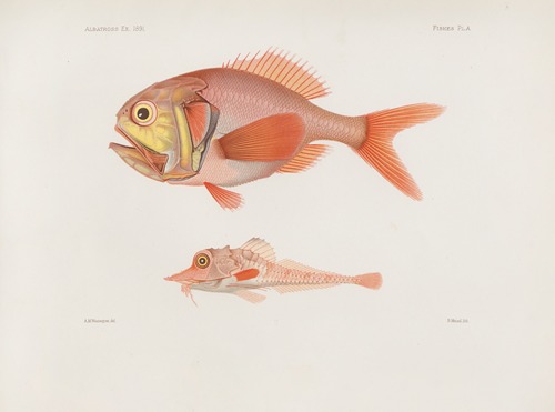 Memoirs of the Museum of Comparative Zoology at Harvard College Pl.85