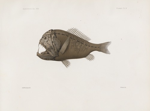 Memoirs of the Museum of Comparative Zoology at Harvard College Pl.86