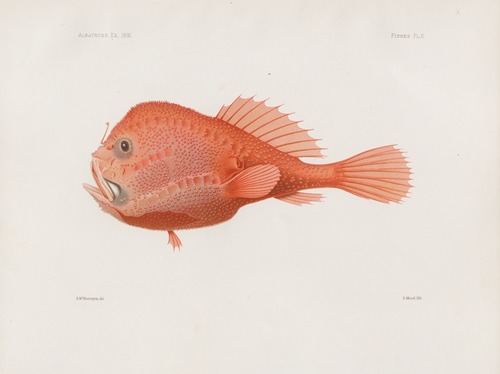 Memoirs of the Museum of Comparative Zoology at Harvard College Pl.87
