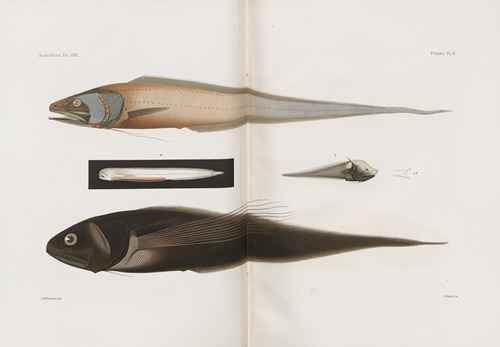 Memoirs of the Museum of Comparative Zoology at Harvard College Pl.90