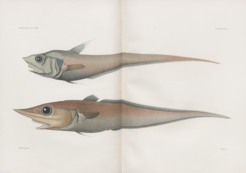 Memoirs of the Museum of Comparative Zoology at Harvard College Pl.91