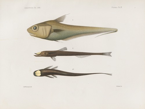 Memoirs of the Museum of Comparative Zoology at Harvard College Pl.92