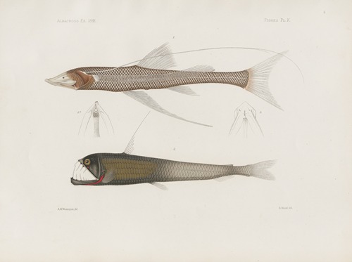 Memoirs of the Museum of Comparative Zoology at Harvard College Pl.94