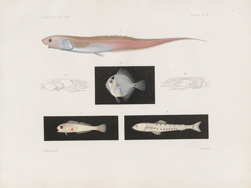 Memoirs of the Museum of Comparative Zoology at Harvard College Pl.95