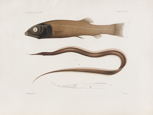 Memoirs of the Museum of Comparative Zoology at Harvard College Pl.96