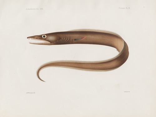 Memoirs of the Museum of Comparative Zoology at Harvard College Pl.97