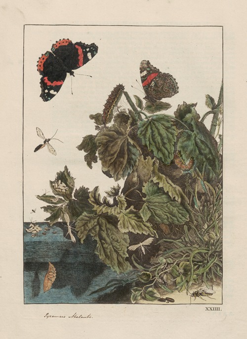 Naauwkeurige waarneemingen omtrent de veranderingen van veele insekten of gekorvene diertjes Pl.24