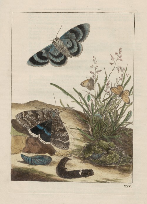 Naauwkeurige waarneemingen omtrent de veranderingen van veele insekten of gekorvene diertjes Pl.25