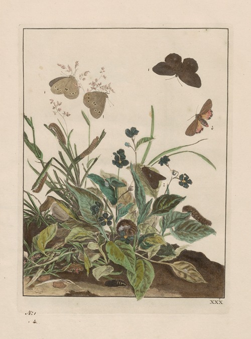 Naauwkeurige waarneemingen omtrent de veranderingen van veele insekten of gekorvene diertjes Pl.30
