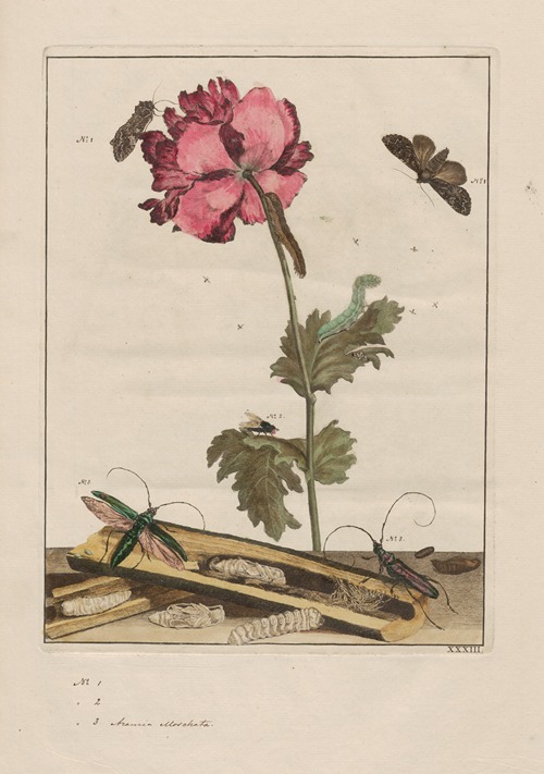 Naauwkeurige waarneemingen omtrent de veranderingen van veele insekten of gekorvene diertjes Pl.33