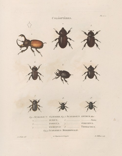 Insectes recueillis en Afrique et en Amérique Pl.18