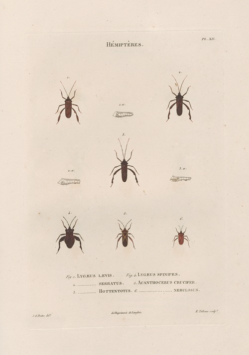 Insectes recueillis en Afrique et en Amérique Pl.55