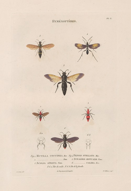 Insectes recueillis en Afrique et en Amérique Pl.66