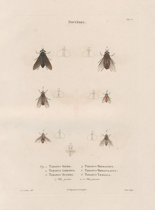 Insectes recueillis en Afrique et en Amérique Pl.88
