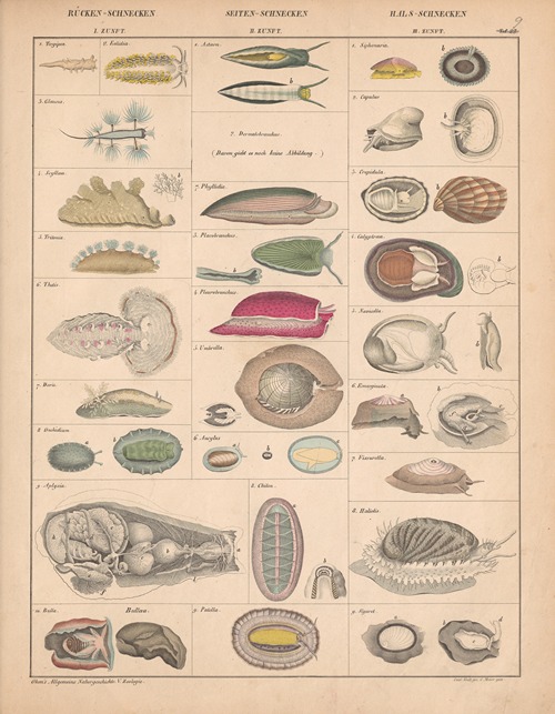 Allgemeine Naturgeschichte für alle Stände. Bd.I: Mineralogie und Geognosie [engel-27191] main image 1