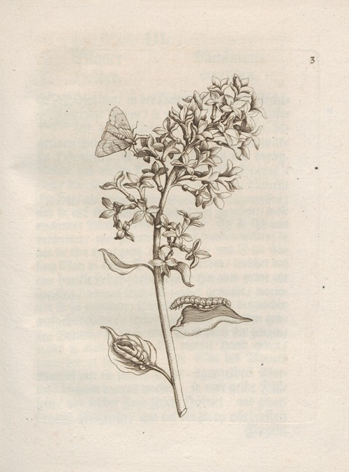 Der Raupen wunderbare Verwandelung und sonderbare Blumen-Nahrung Pl.004