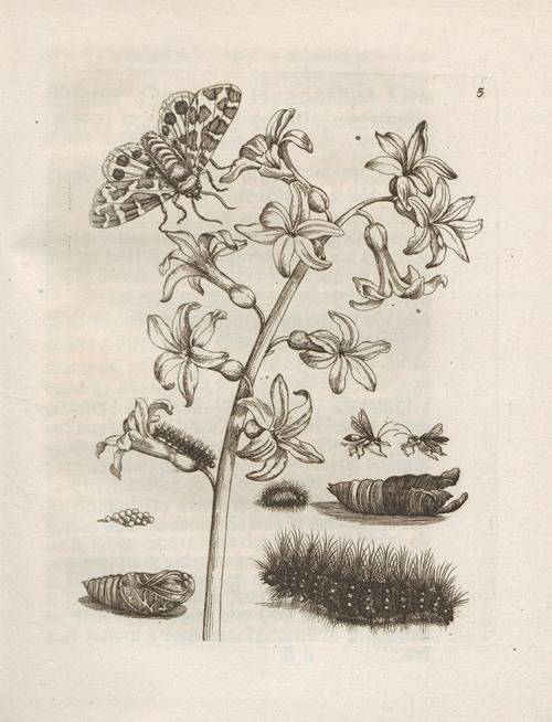 Der Raupen wunderbare Verwandelung und sonderbare Blumen-Nahrung Pl.006