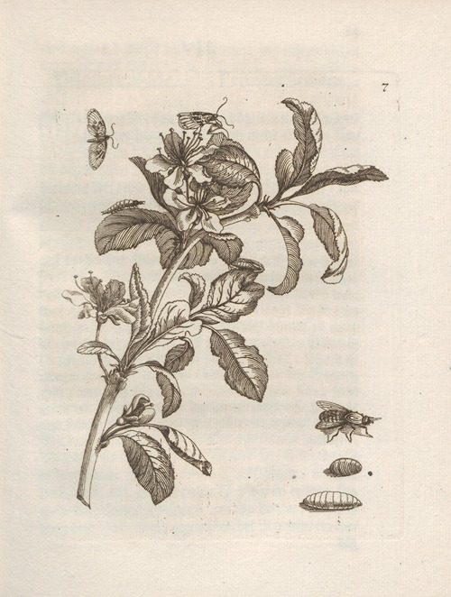 Der Raupen wunderbare Verwandelung und sonderbare Blumen-Nahrung Pl.008