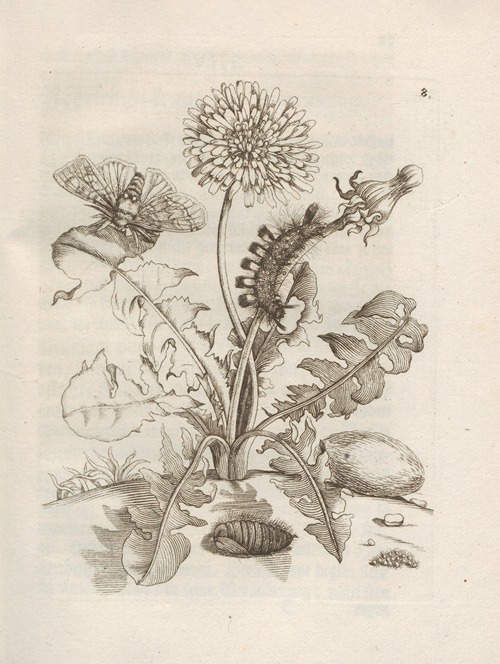 Der Raupen wunderbare Verwandelung und sonderbare Blumen-Nahrung Pl.009
