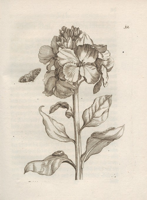Der Raupen wunderbare Verwandelung und sonderbare Blumen-Nahrung Pl.013