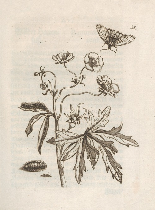 Der Raupen wunderbare Verwandelung und sonderbare Blumen-Nahrung Pl.016