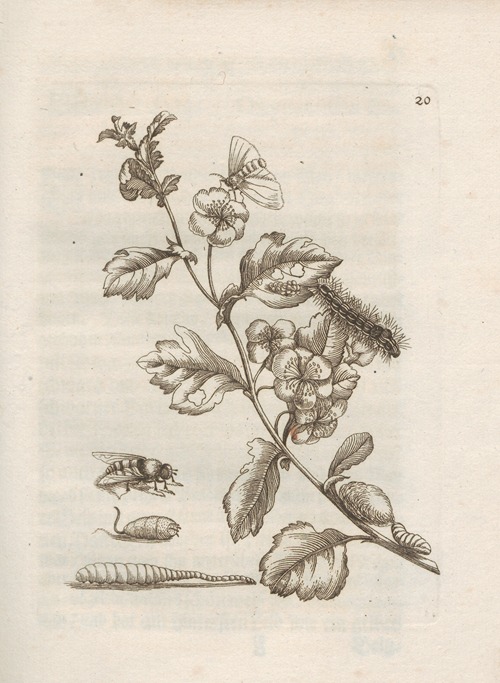 Der Raupen wunderbare Verwandelung und sonderbare Blumen-Nahrung Pl.021