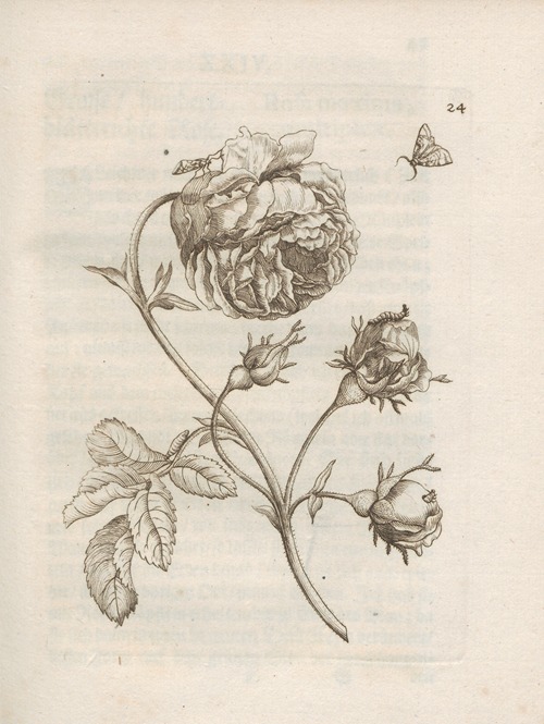 Der Raupen wunderbare Verwandelung und sonderbare Blumen-Nahrung Pl.025
