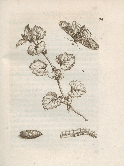 Der Raupen wunderbare Verwandelung und sonderbare Blumen-Nahrung Pl.035