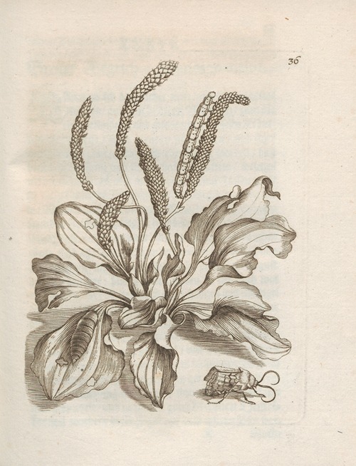 Der Raupen wunderbare Verwandelung und sonderbare Blumen-Nahrung Pl.037