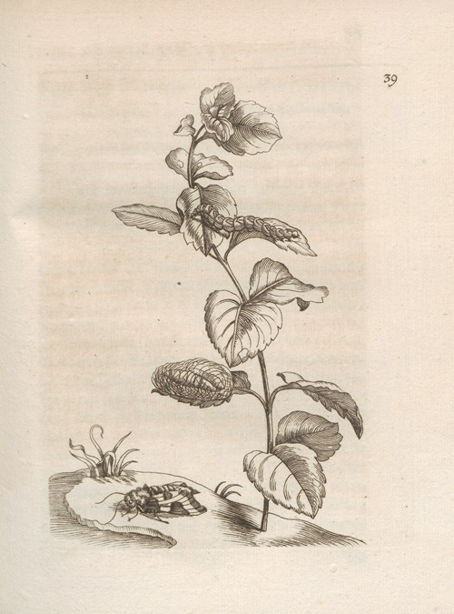 Der Raupen wunderbare Verwandelung und sonderbare Blumen-Nahrung Pl.040