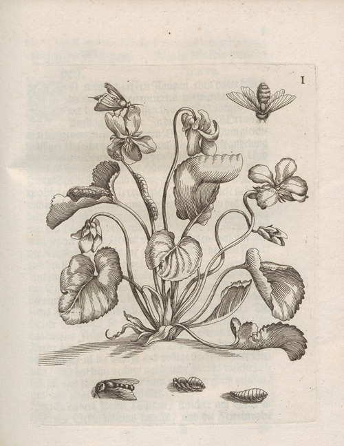 Der Raupen wunderbare Verwandelung und sonderbare Blumen-Nahrung Pl.052