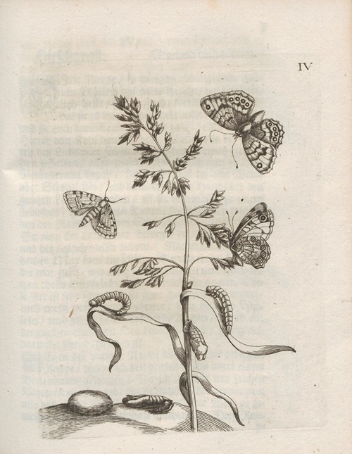 Der Raupen wunderbare Verwandelung und sonderbare Blumen-Nahrung Pl.055