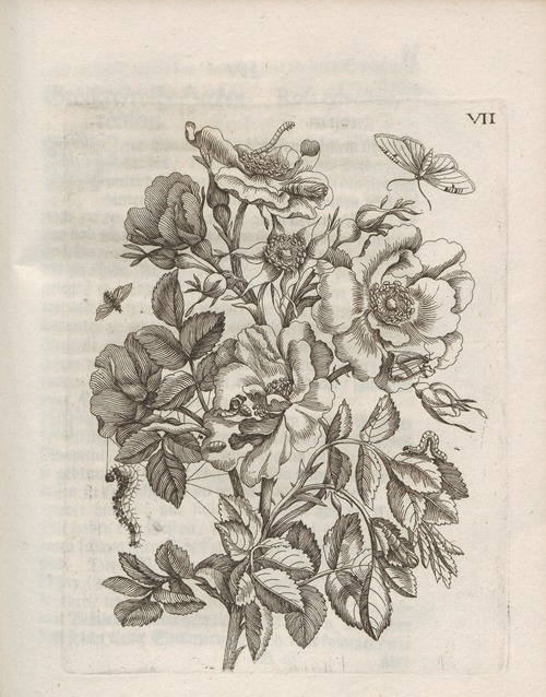 Der Raupen wunderbare Verwandelung und sonderbare Blumen-Nahrung Pl.058
