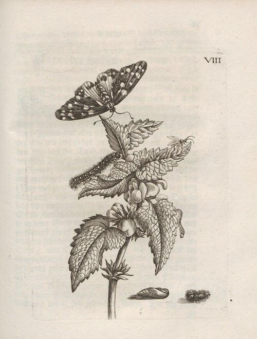 Der Raupen wunderbare Verwandelung und sonderbare Blumen-Nahrung Pl.059