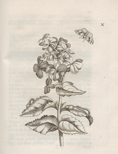 Der Raupen wunderbare Verwandelung und sonderbare Blumen-Nahrung Pl.061