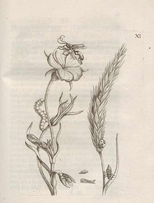 Der Raupen wunderbare Verwandelung und sonderbare Blumen-Nahrung Pl.062